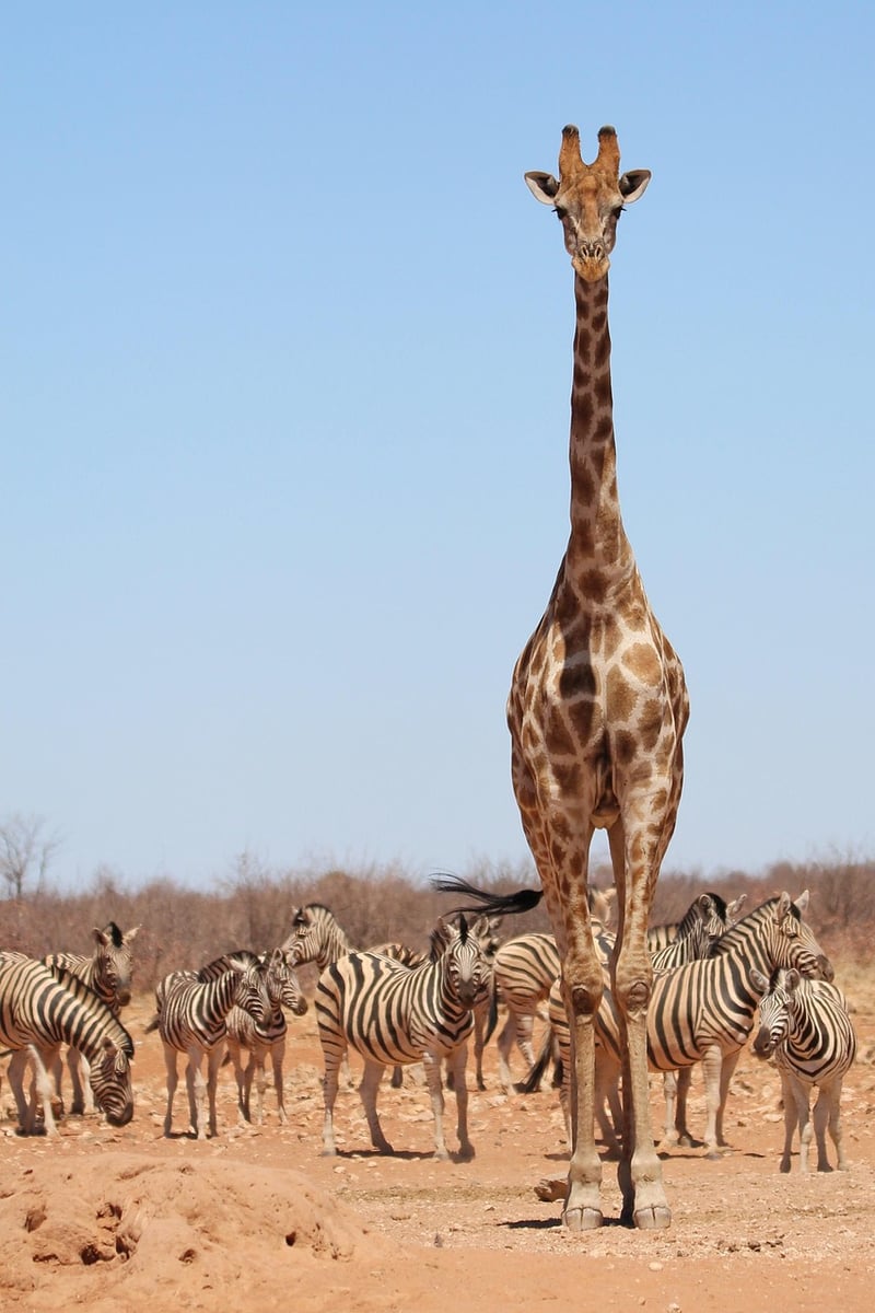 Stellar Safaris
